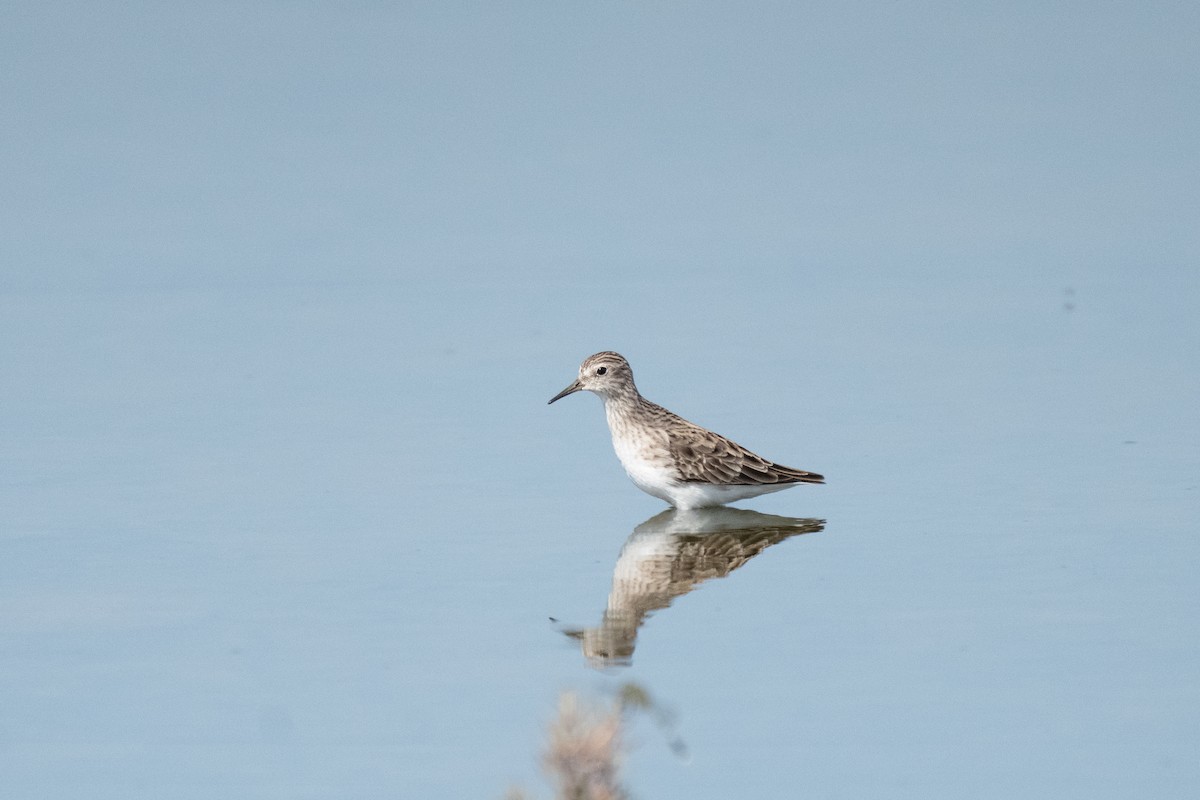 Long-toed Stint - ML645309037