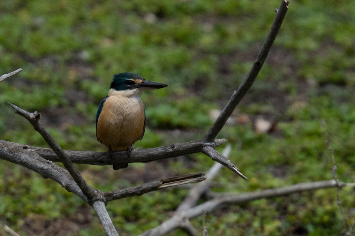 Sacred Kingfisher - ML645309038
