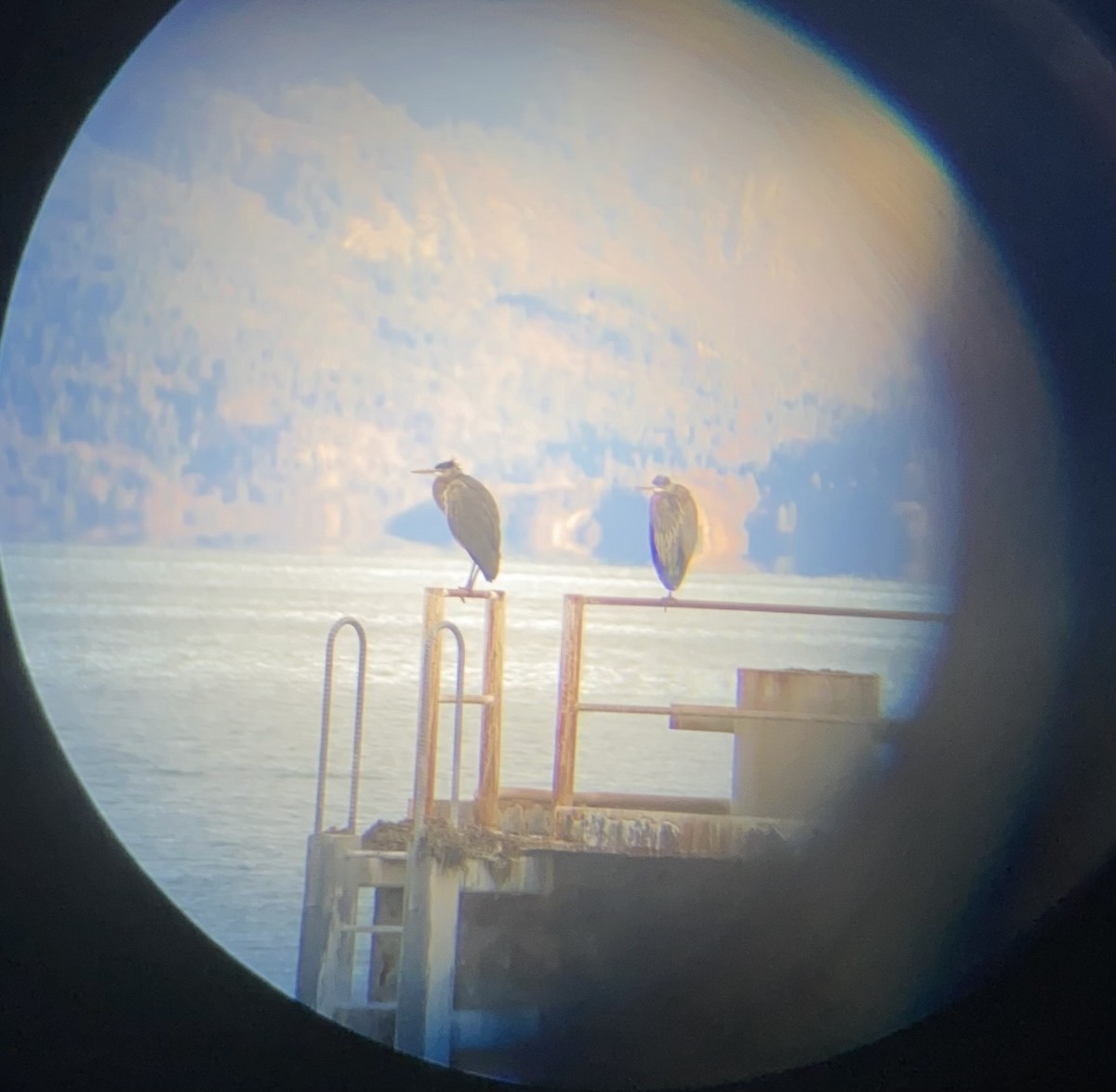 Great Blue Heron - ML645309039