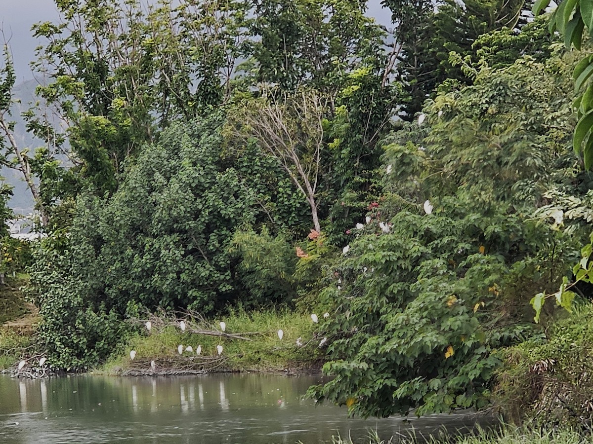 Eastern Cattle-Egret - ML645309043