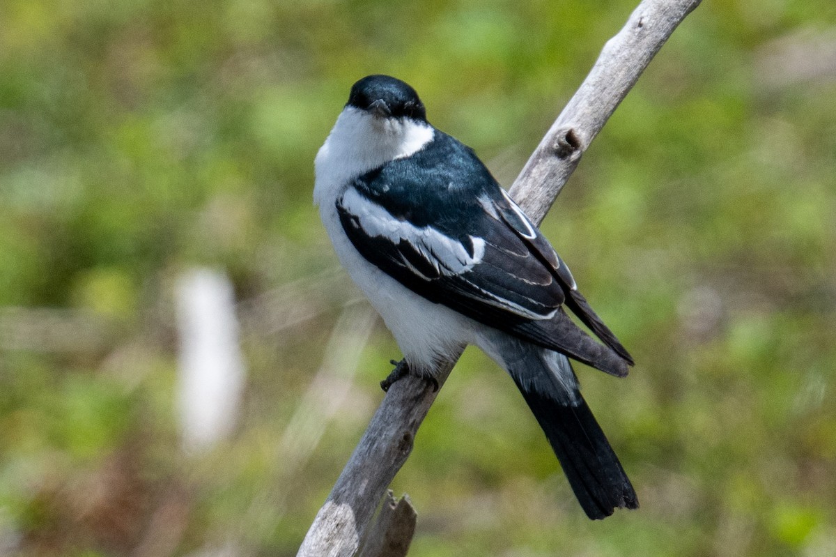 White-winged Triller - ML645309044