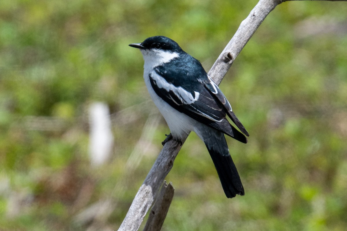 White-winged Triller - ML645309045