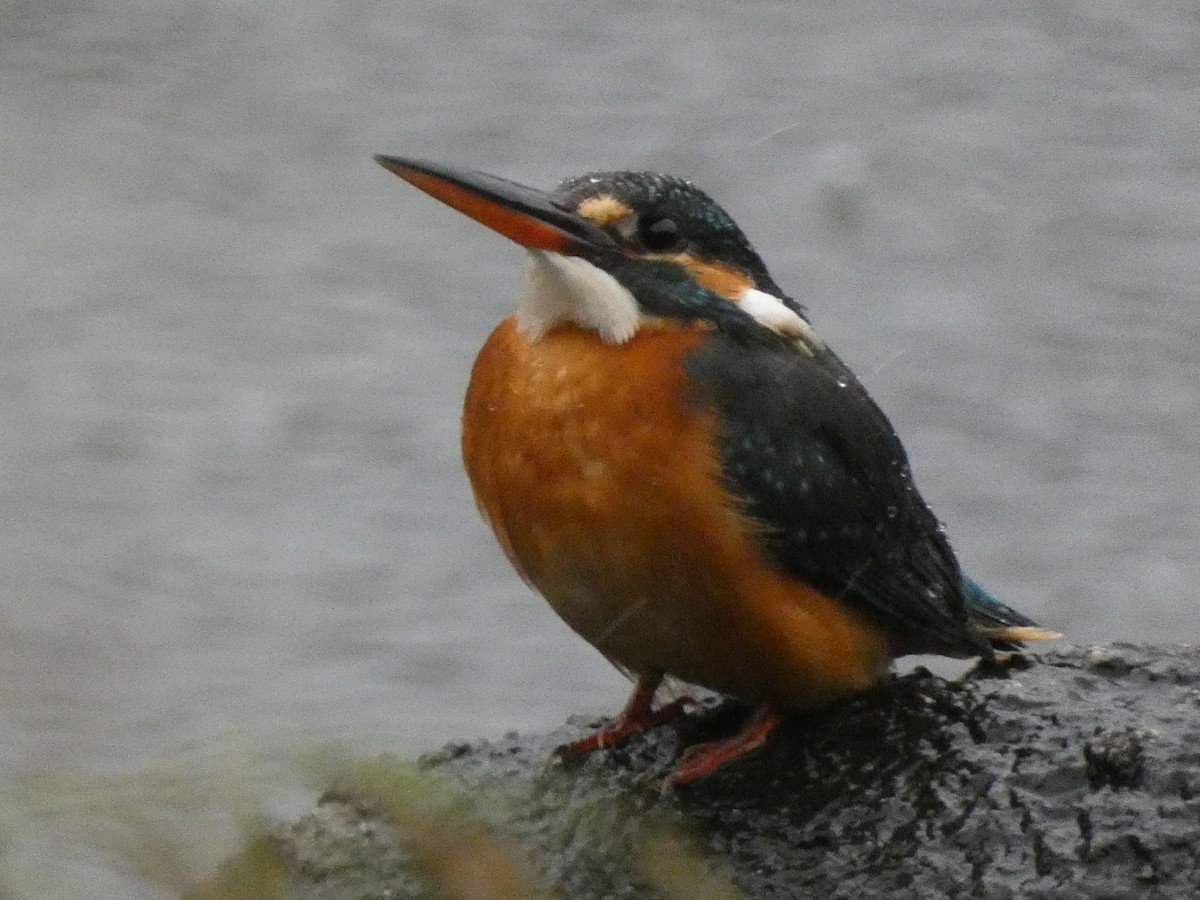 翠鳥(atthis群) - ML645309046