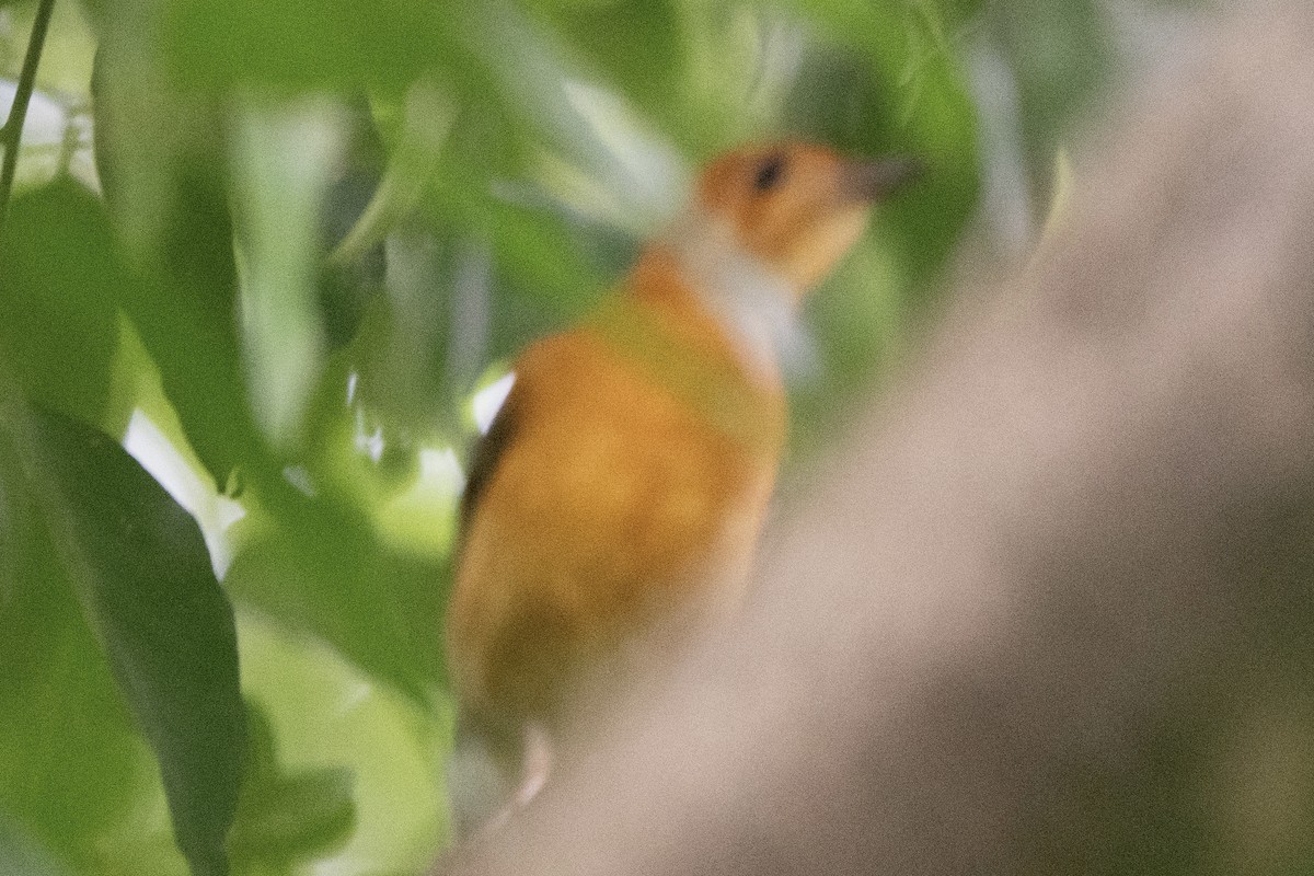 Orange-headed Thrush - ML645309053