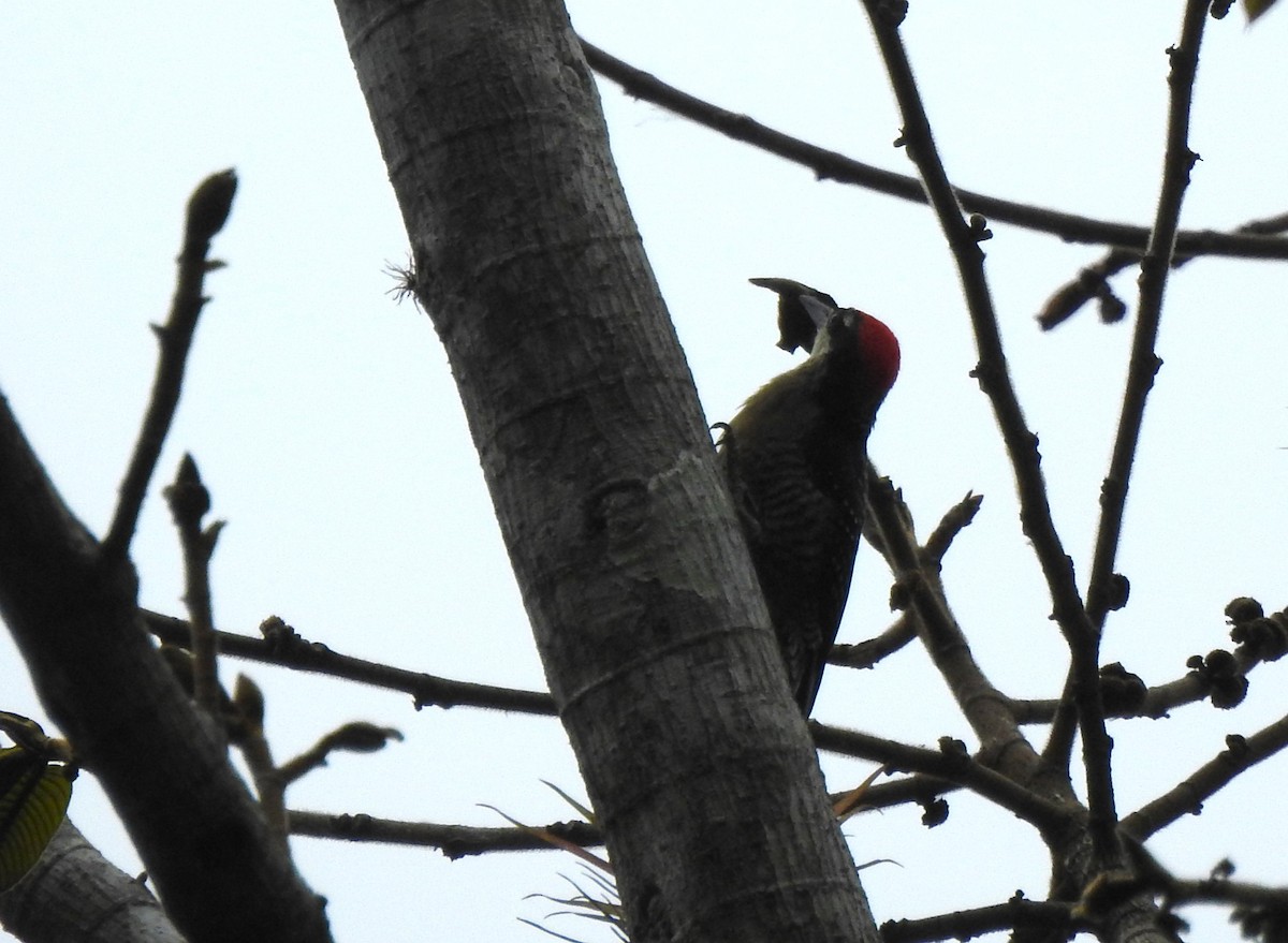 Ruddy Pigeon - ML645309054