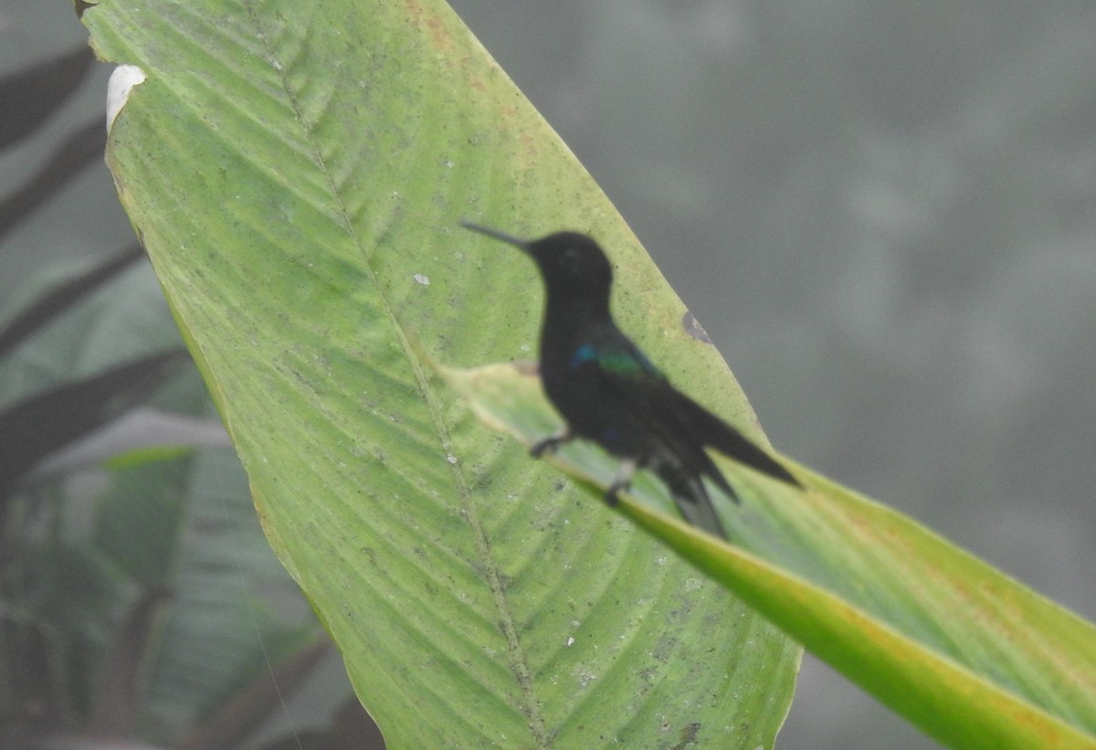 Ruddy Pigeon - ML645309055