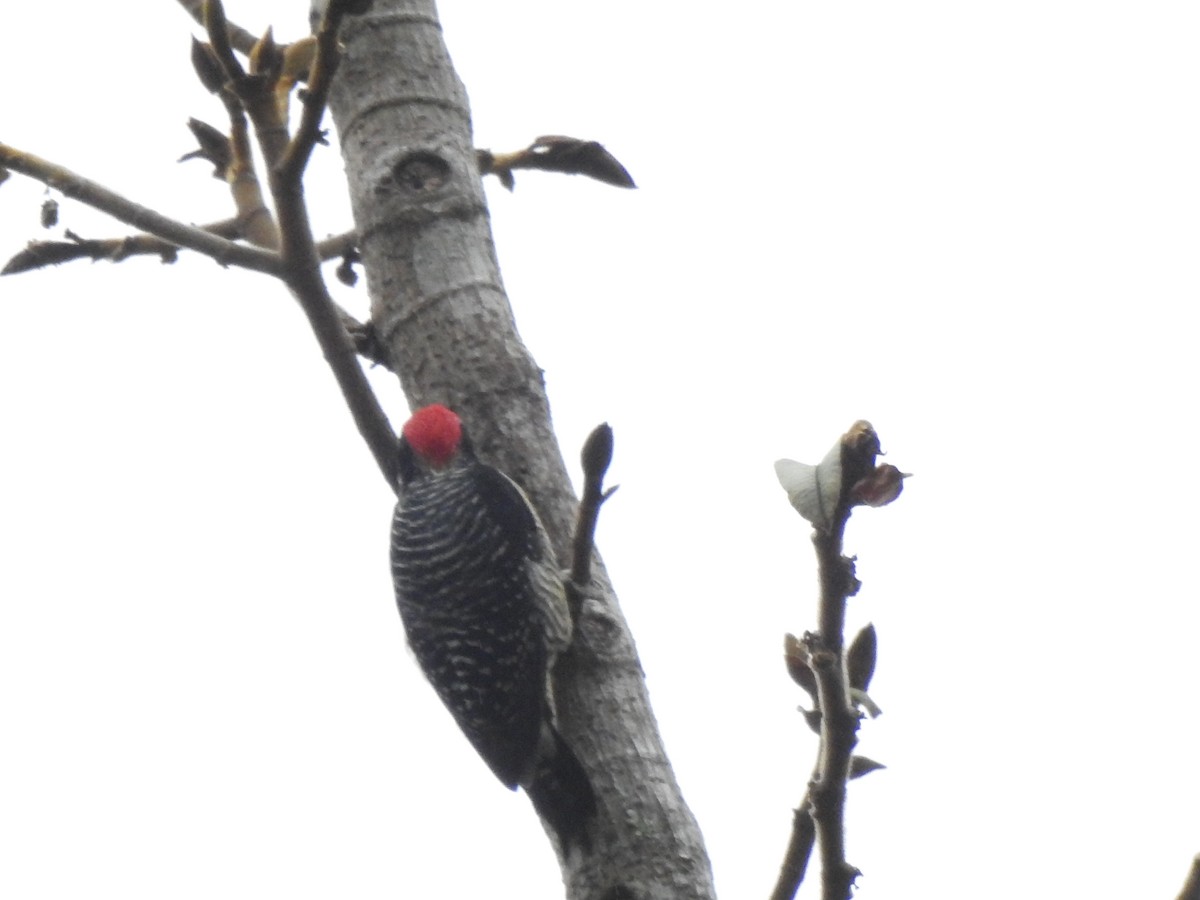 Ruddy Pigeon - ML645309056