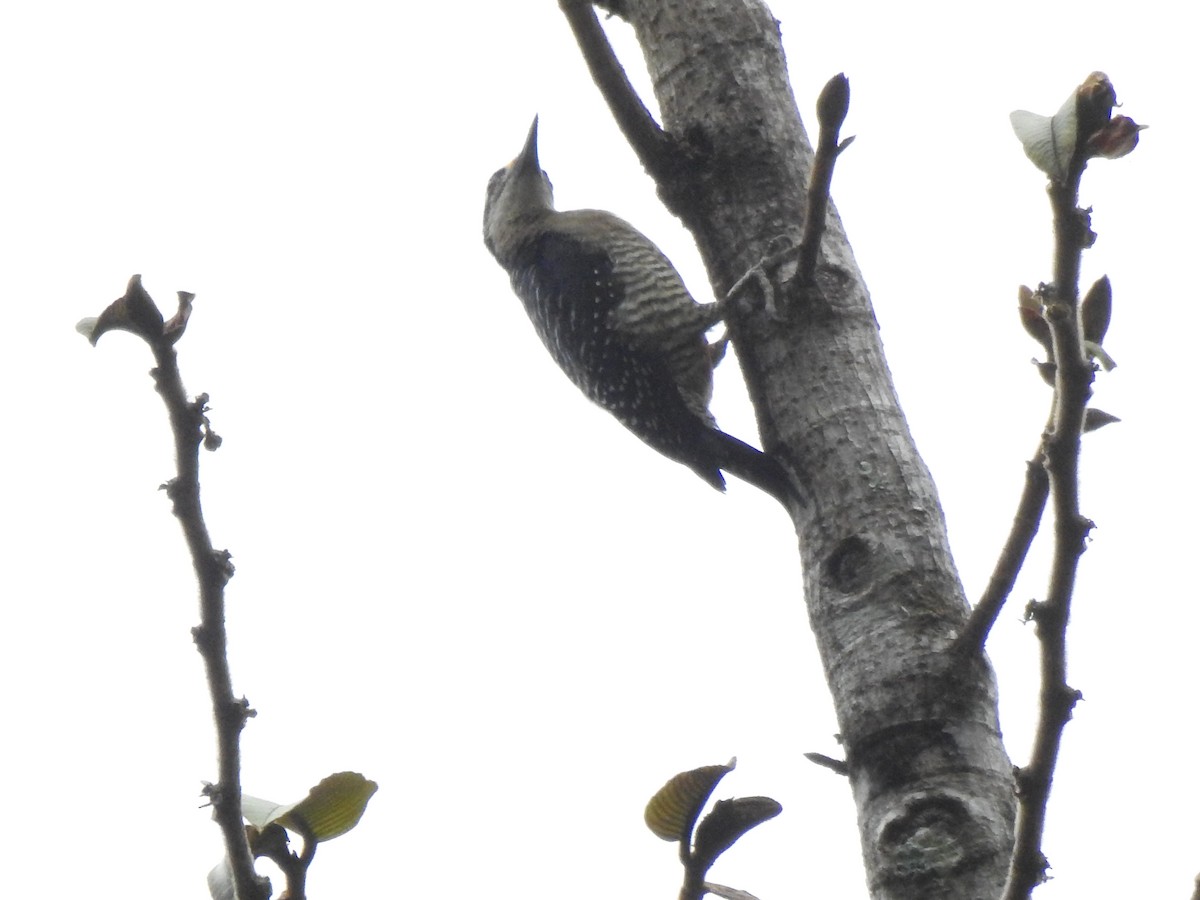 Ruddy Pigeon - ML645309057