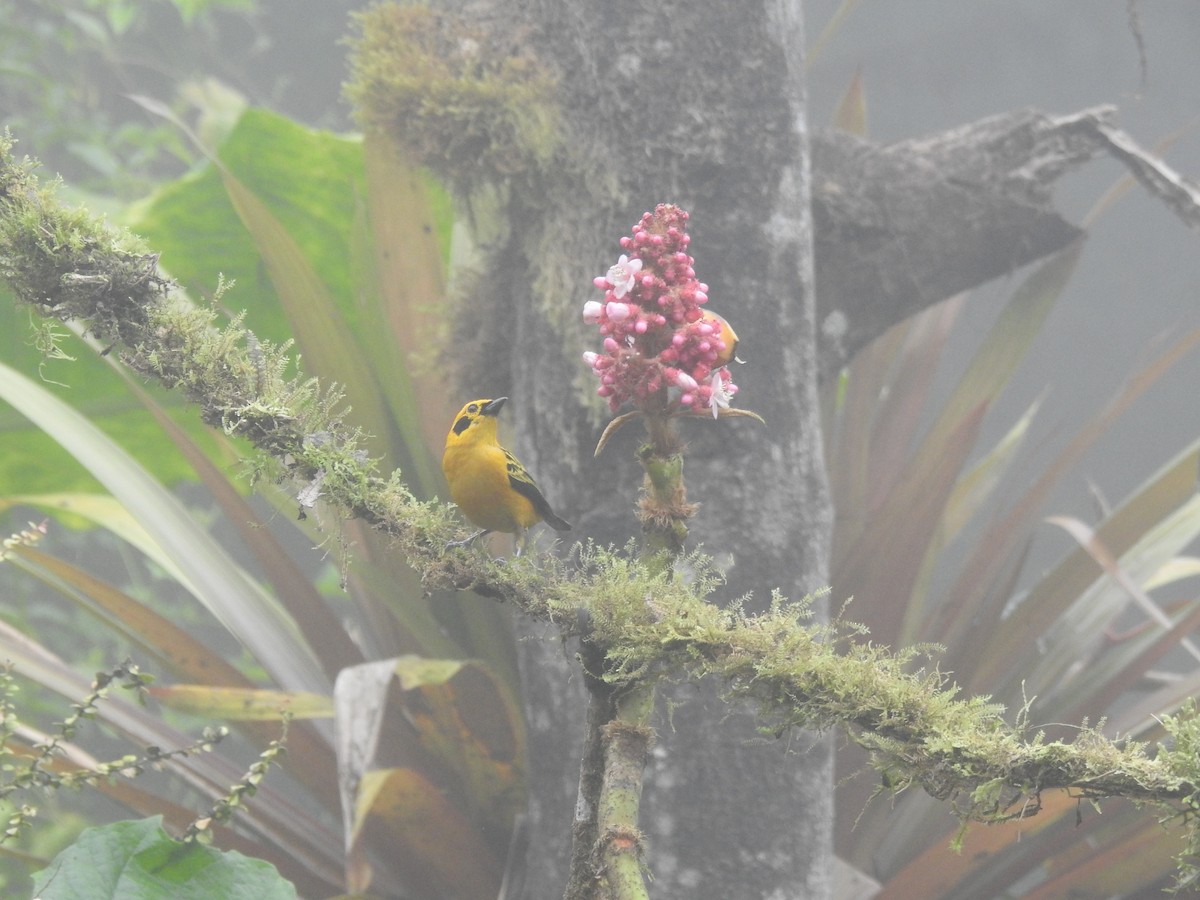 Golden Tanager - ML645309058
