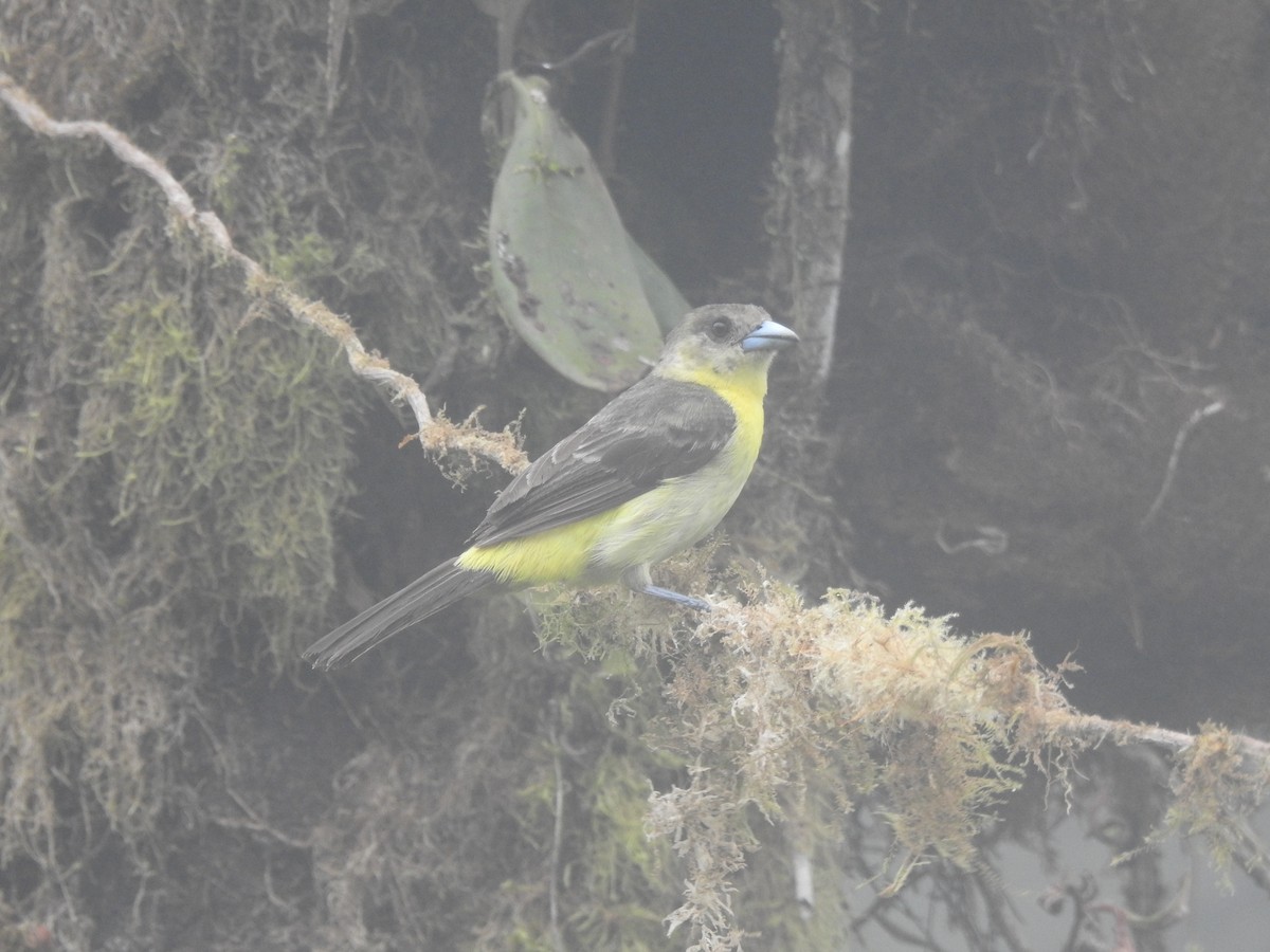 Ruddy Pigeon - ML645309059