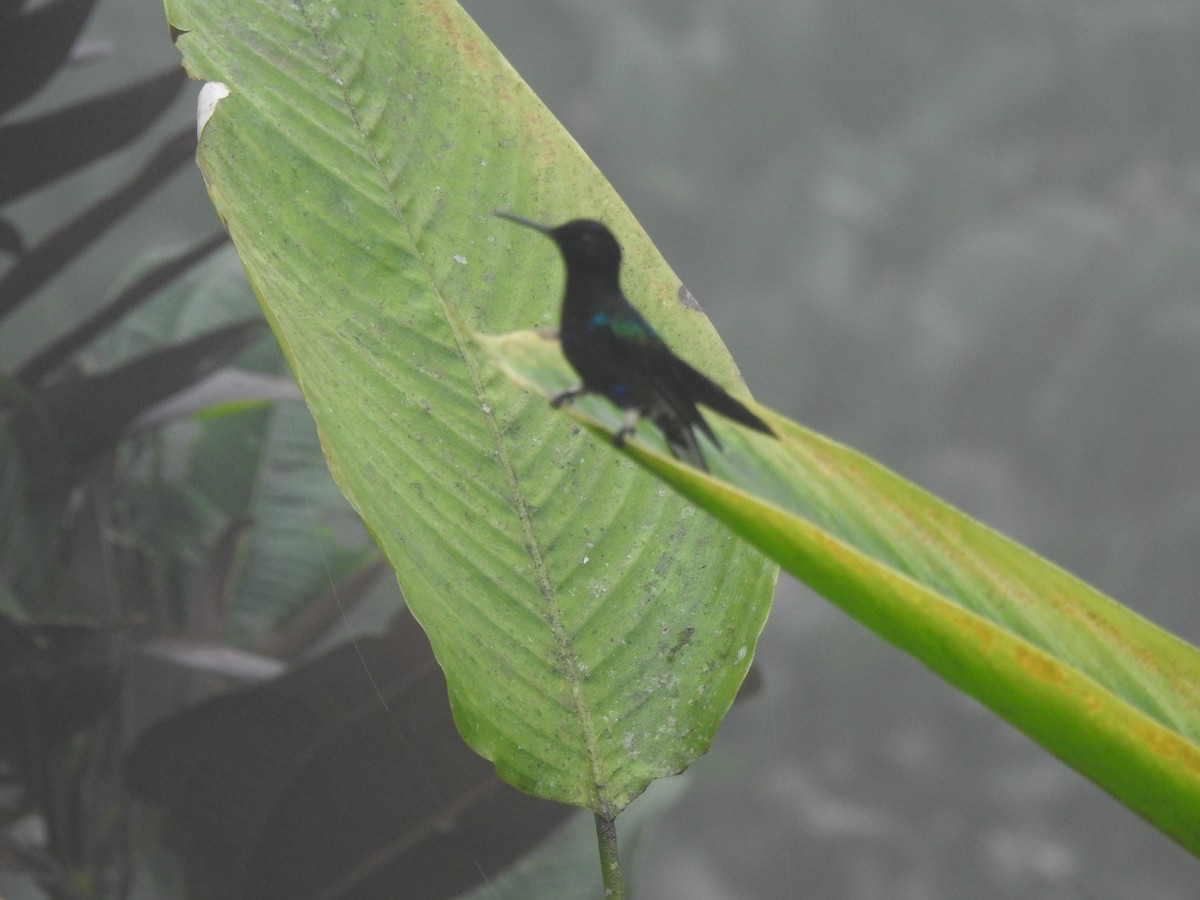 Ruddy Pigeon - ML645309060