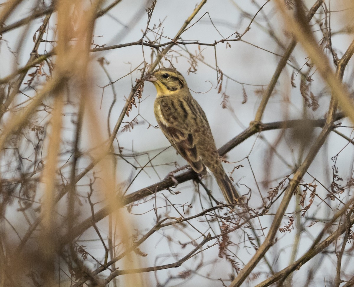 strnad obojkový - ML645309088