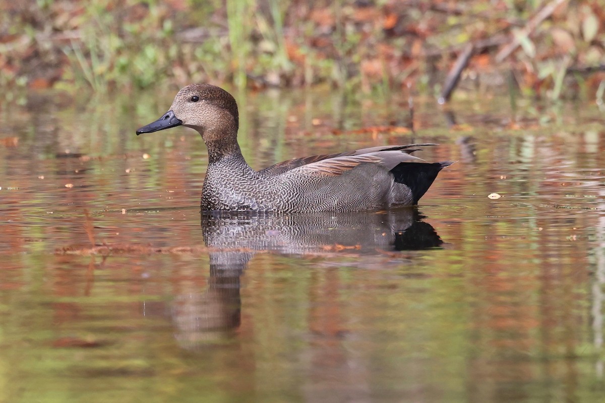 Нерозень - ML645309108