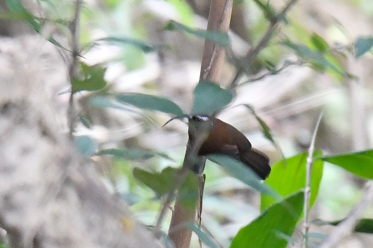 Dünnschnabelsäbler - ML645309120