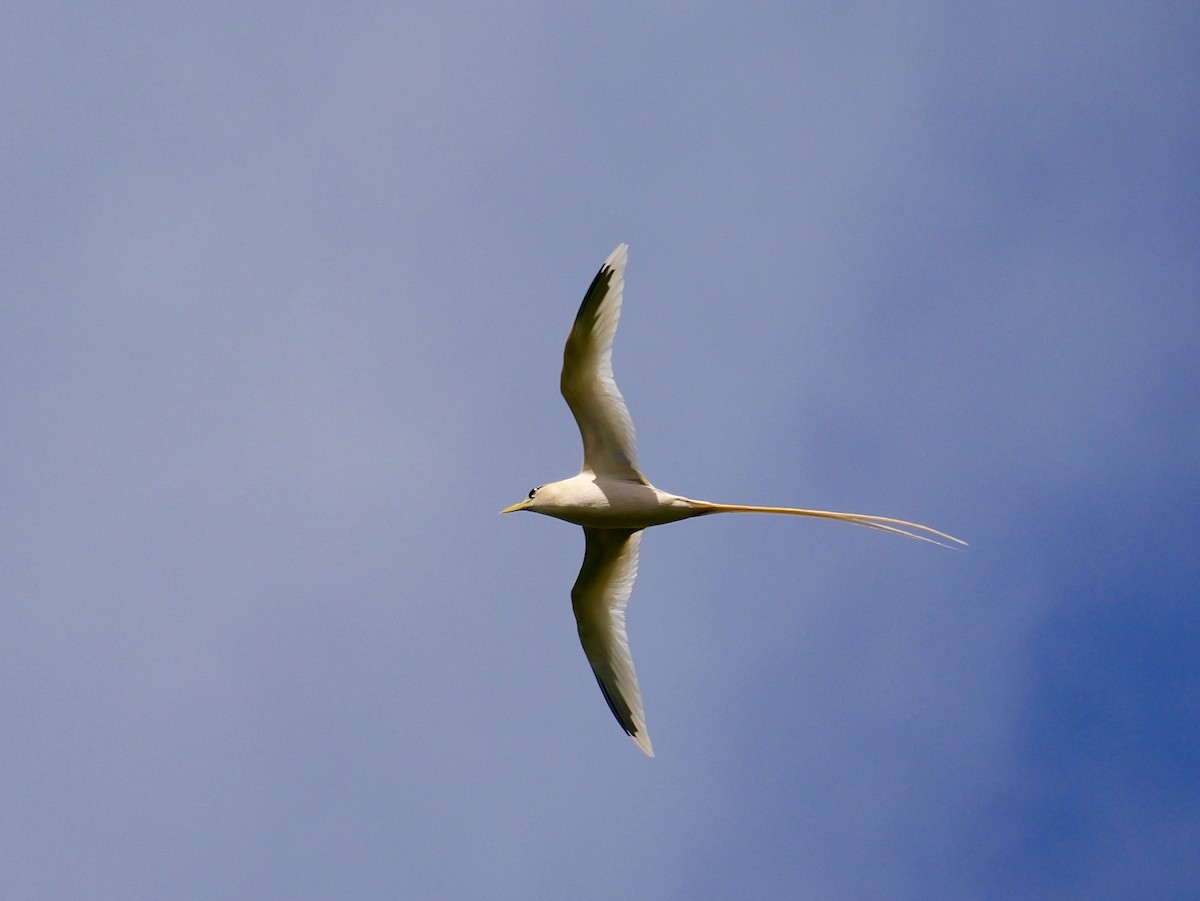 White-tailed Tropicbird (Golden) - ML645309134