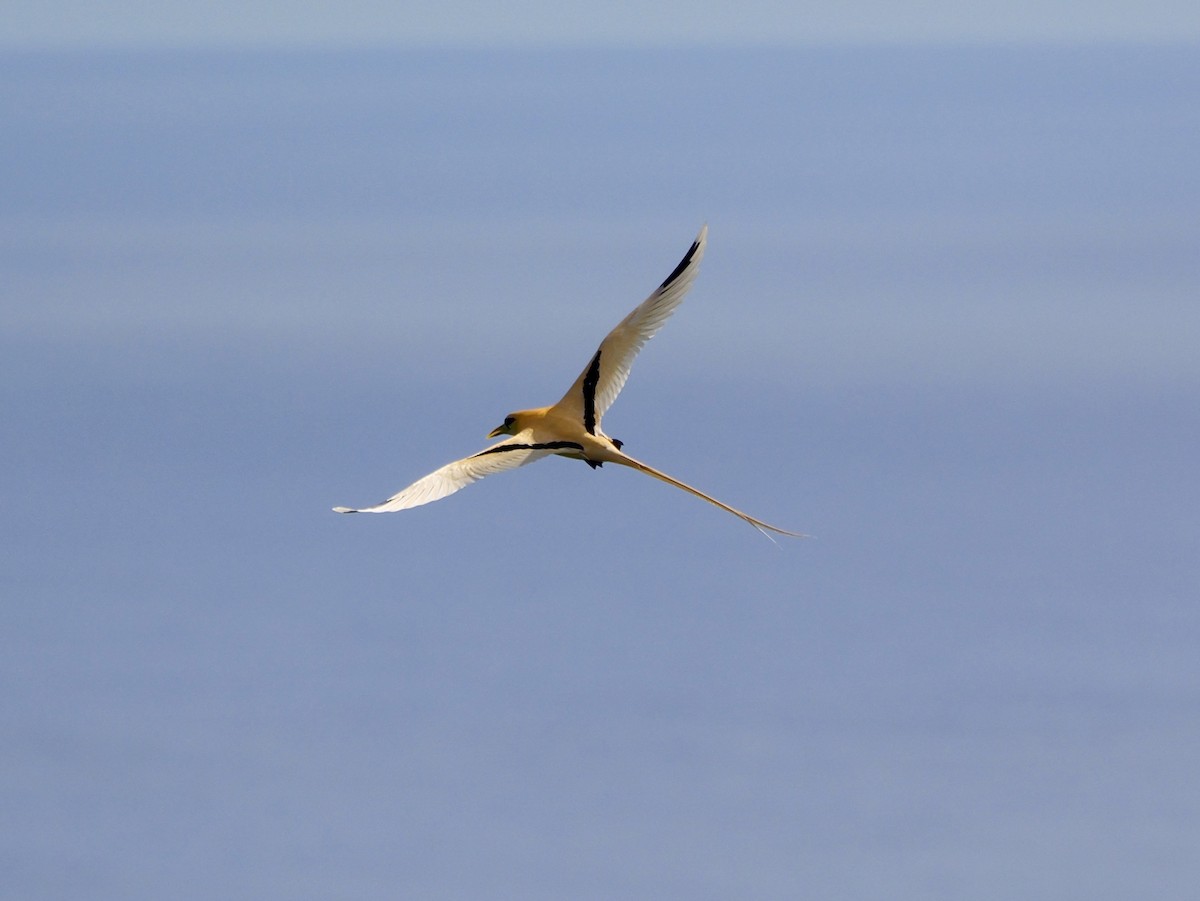 White-tailed Tropicbird (Golden) - ML645309135