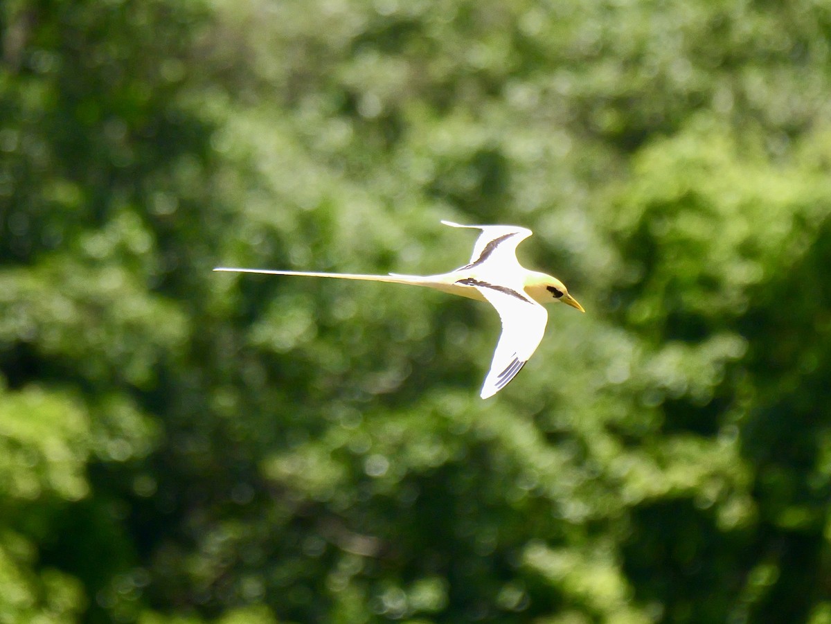 White-tailed Tropicbird (Golden) - ML645309136