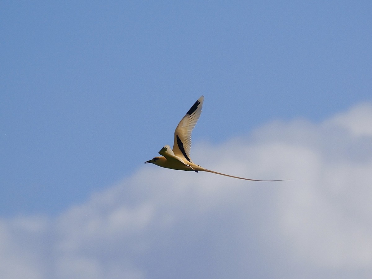White-tailed Tropicbird (Golden) - ML645309137