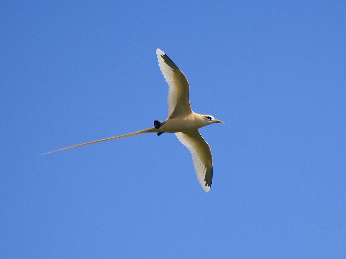 White-tailed Tropicbird (Golden) - ML645309138