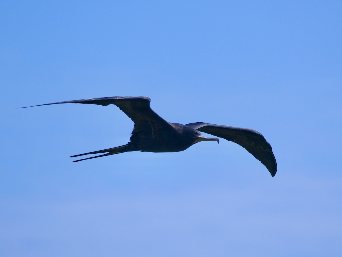 פריגט גדול - ML645309151
