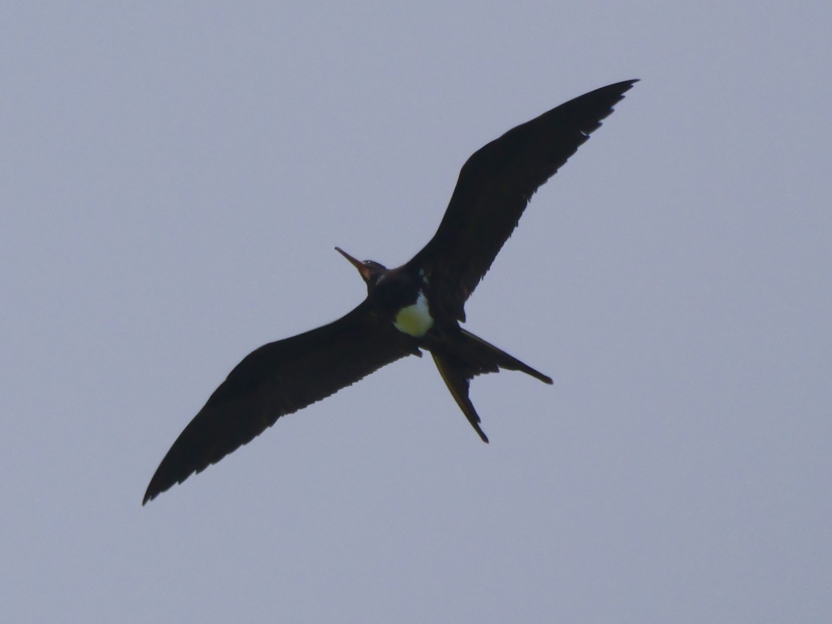 Christmas Island Frigatebird - ML645309157