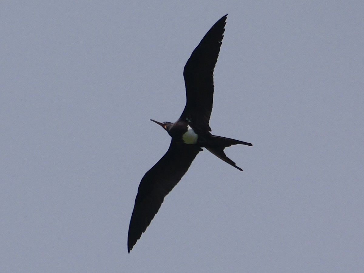 Christmas Island Frigatebird - ML645309158