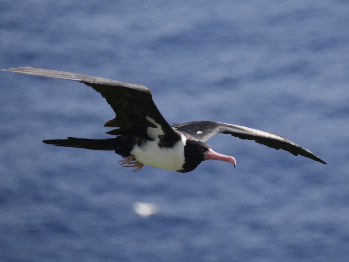 Christmas Island Frigatebird - ML645309159