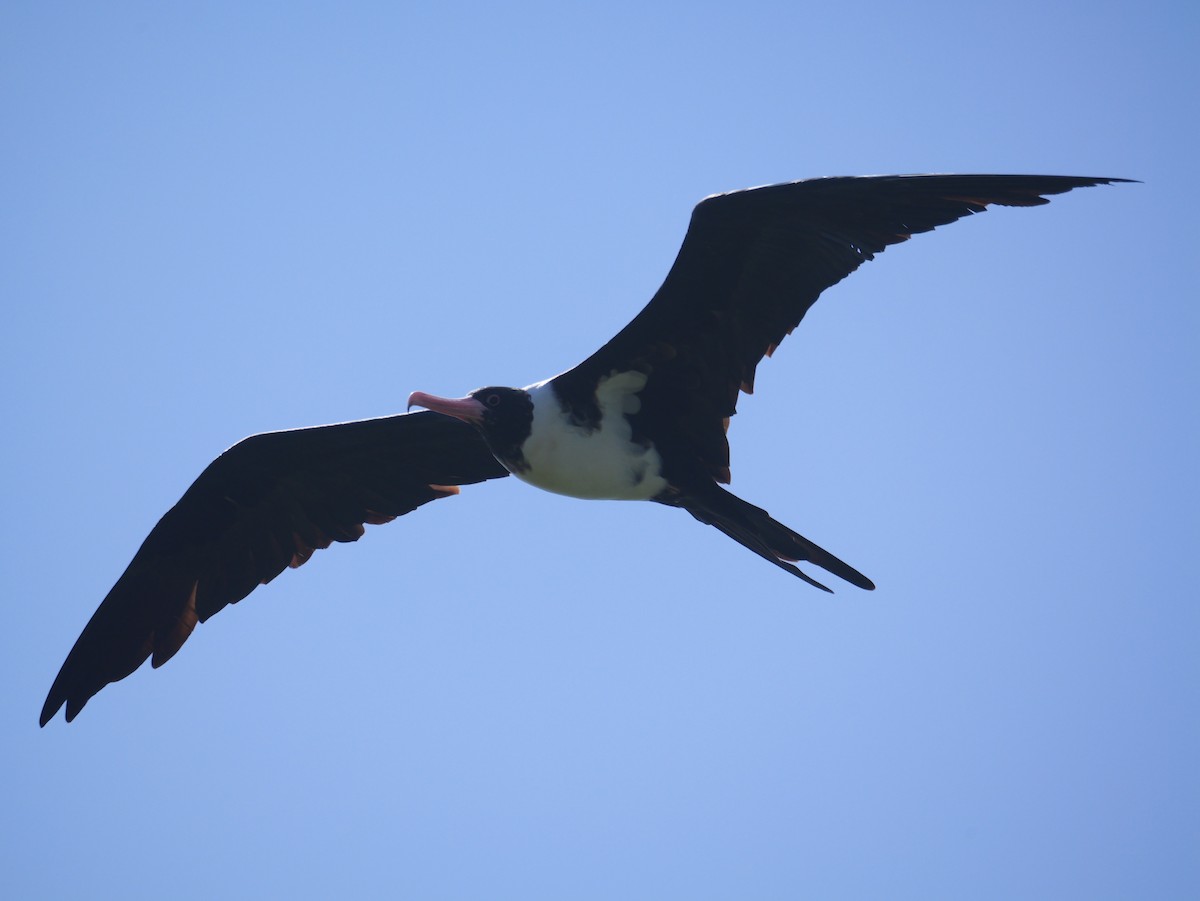 Christmas Island Frigatebird - ML645309160