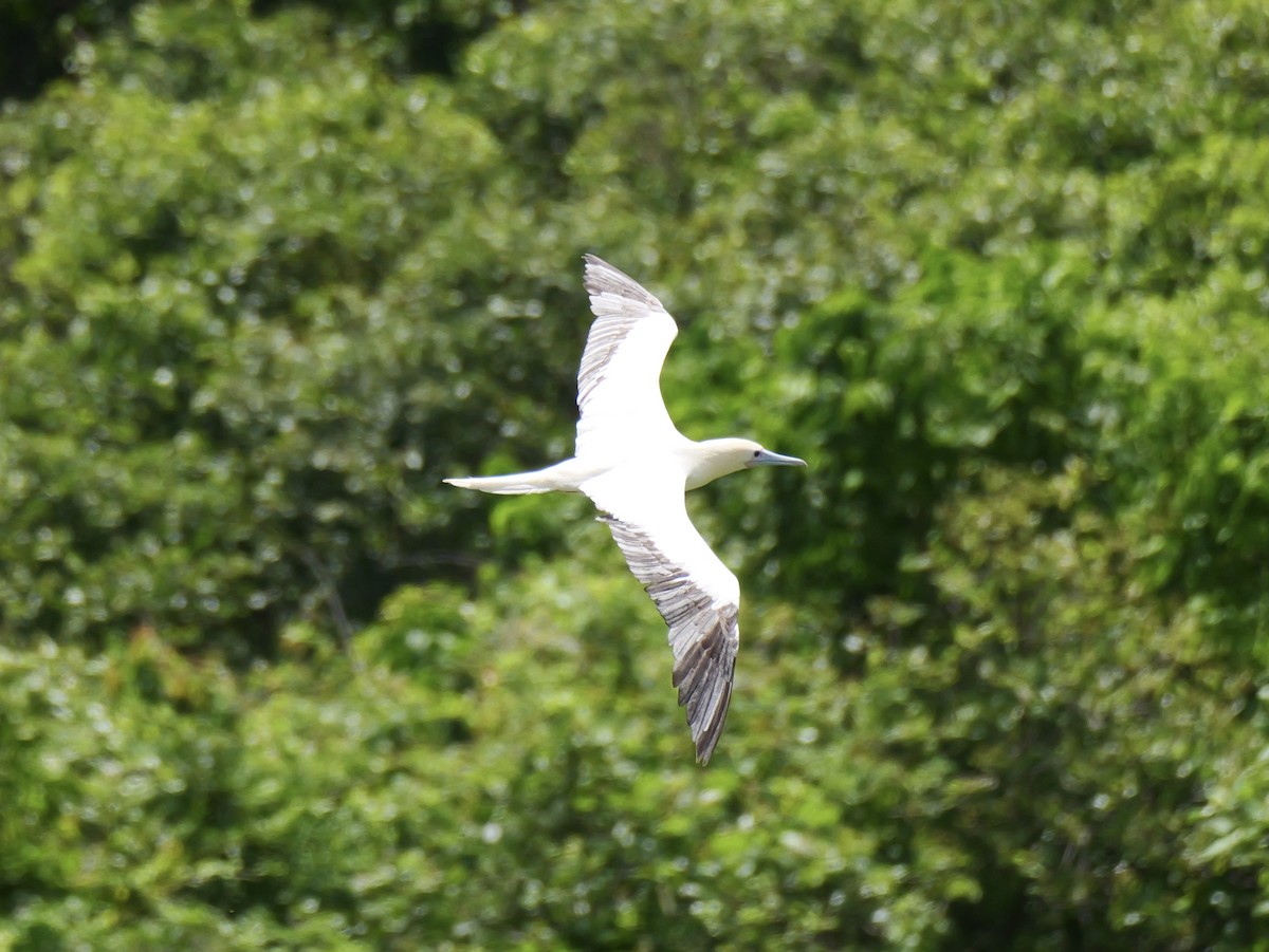 Zanga hankagorria - ML645309168