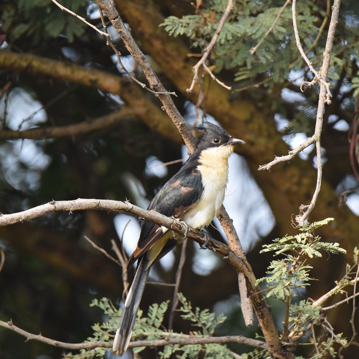 Pied Cuckoo - ML645309171