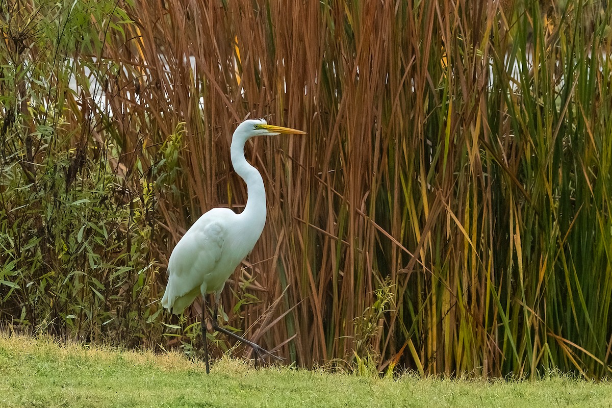 Garceta Grande - ML645309177
