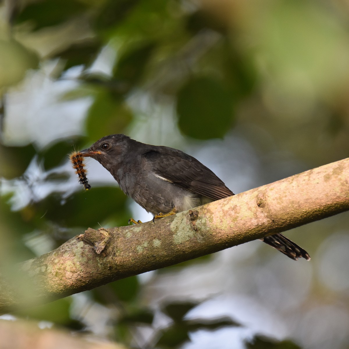 kukačka šedobřichá - ML645309178