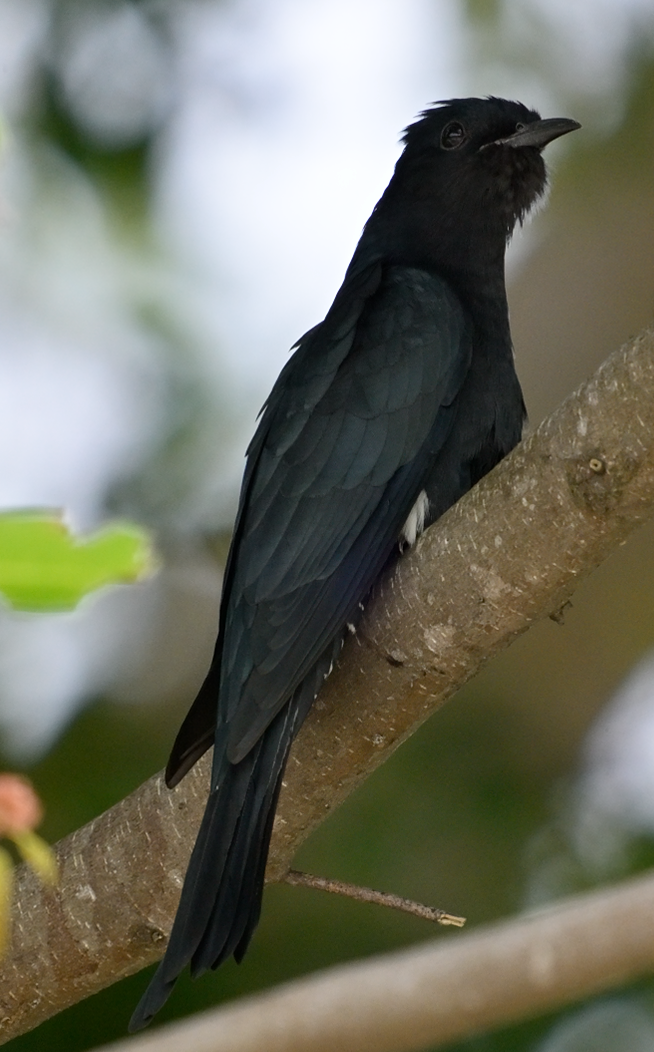 Square-tailed Drongo-Cuckoo - ML645309191