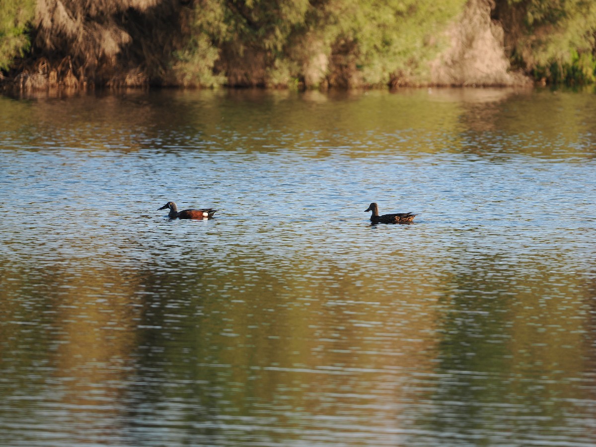Canard bridé - ML645309194