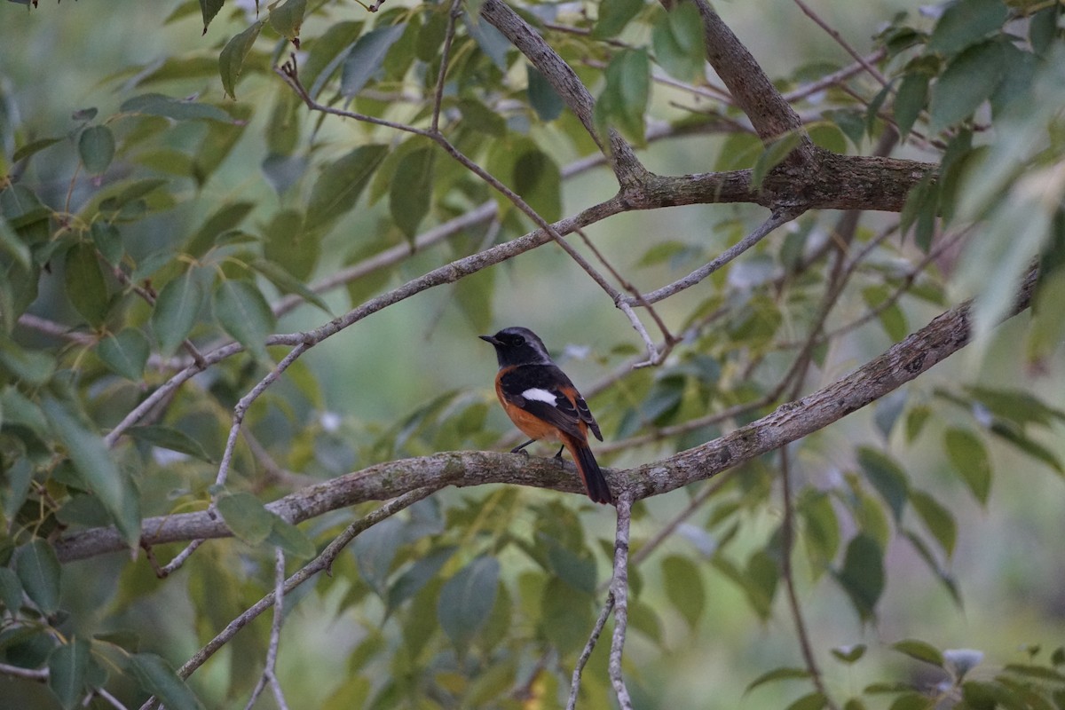 Daurian Redstart - ML645309195