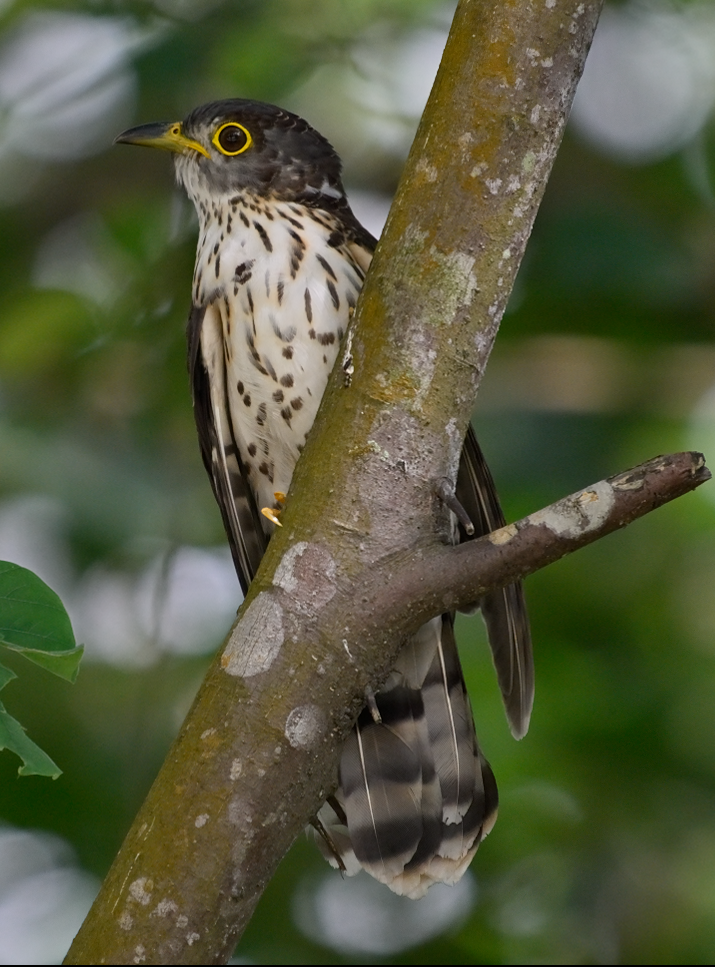Malaysian Hawk-Cuckoo - ML645309196
