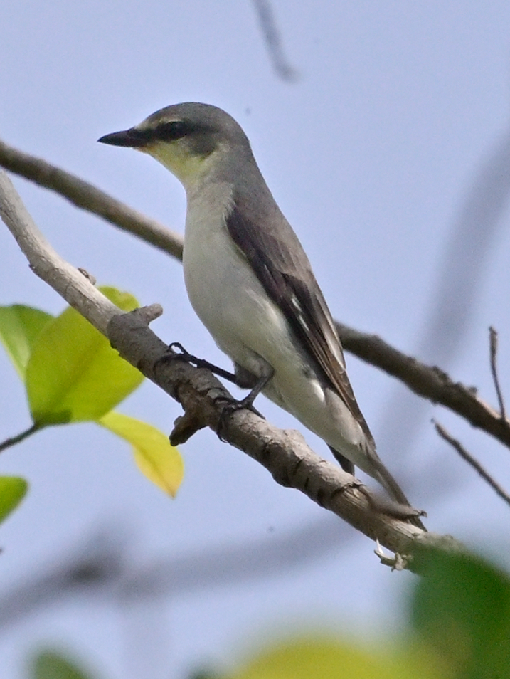 Ashy Minivet - ML645309198