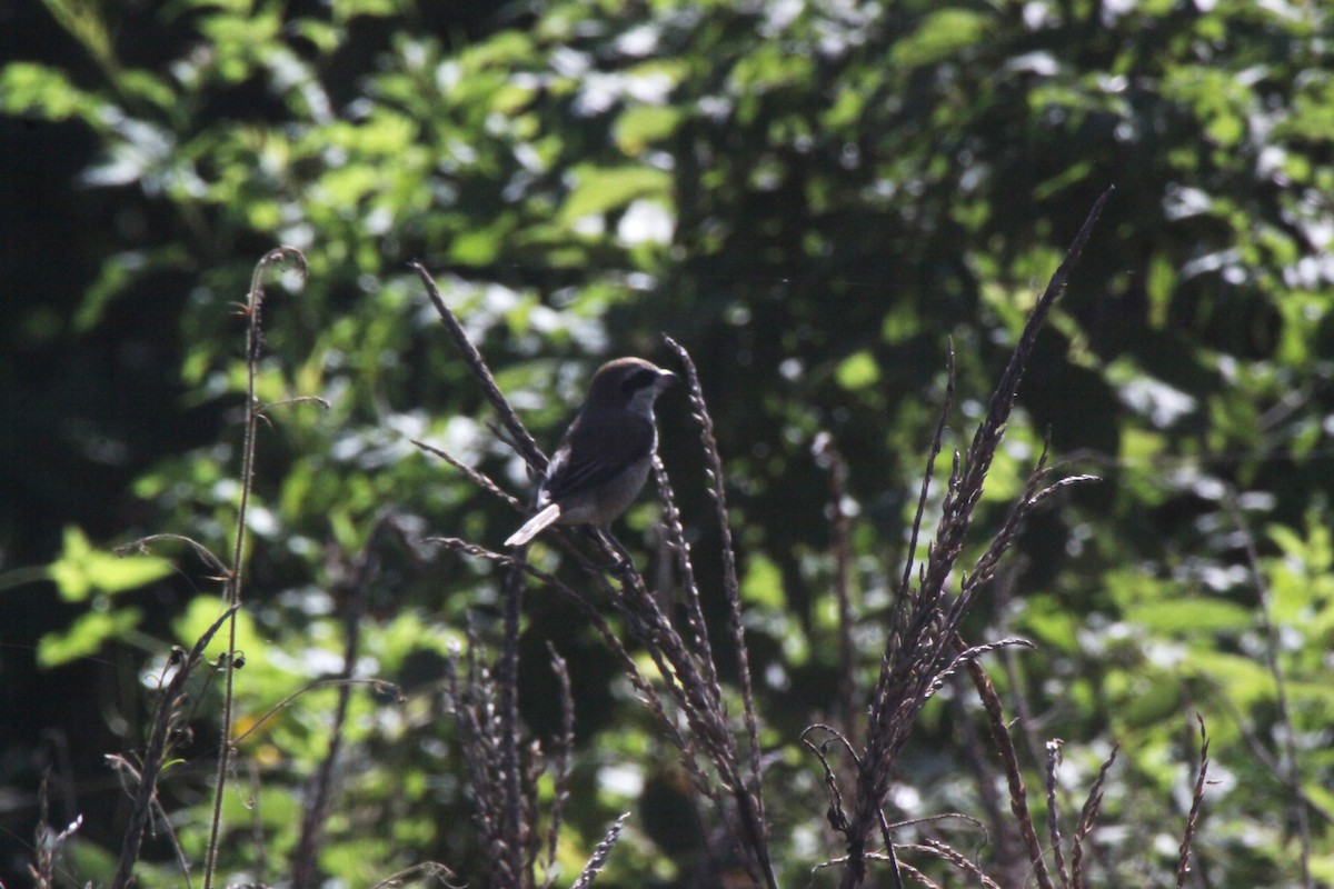 brunvarsler - ML645309215