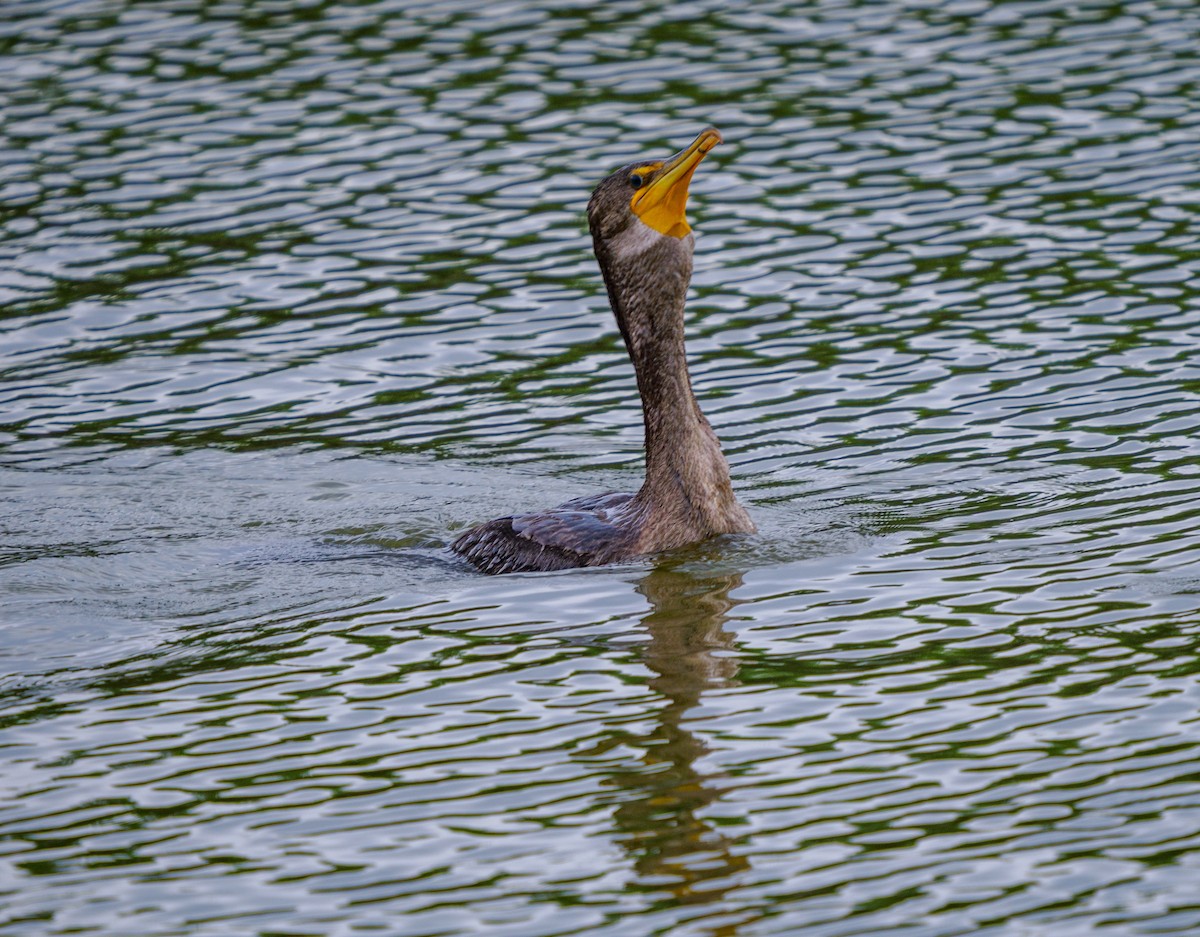 totoppskarv - ML645309223