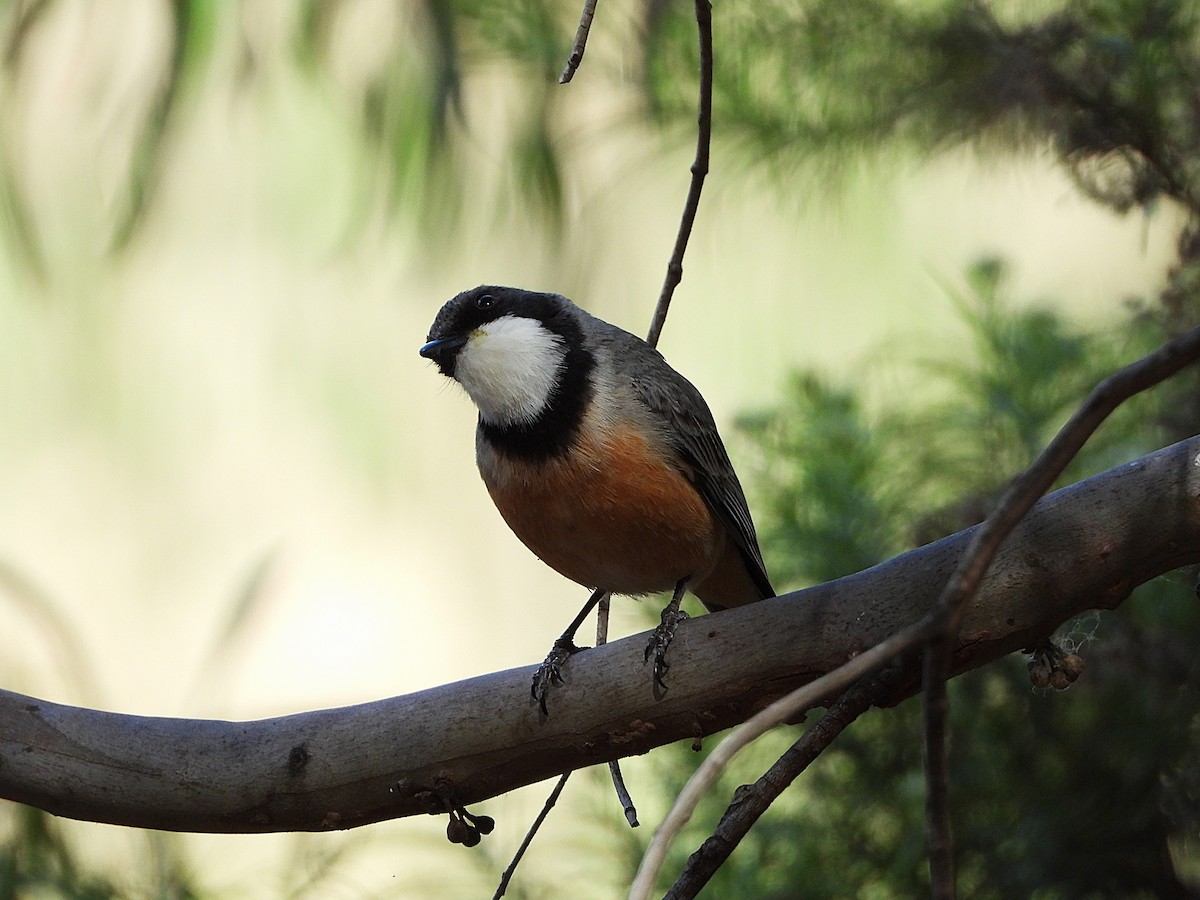 rustbukplystrer - ML645309226