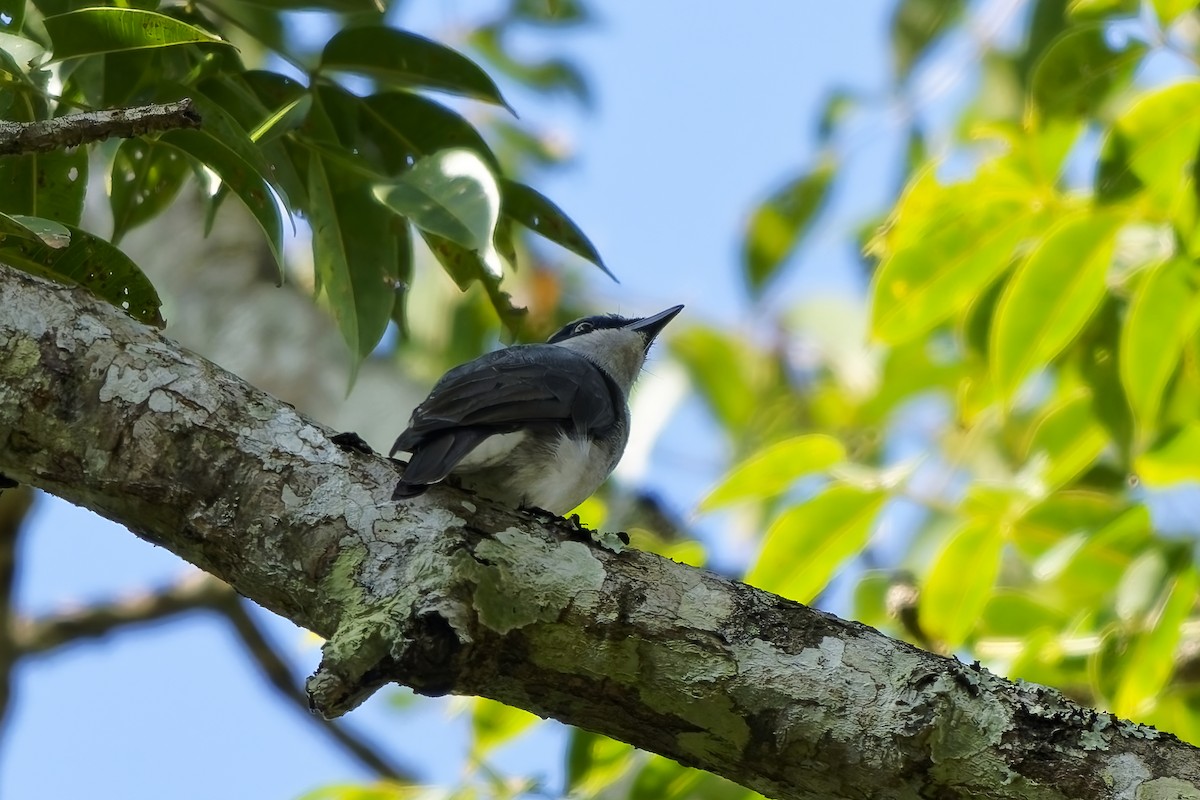 malabaraskefugl - ML645309229