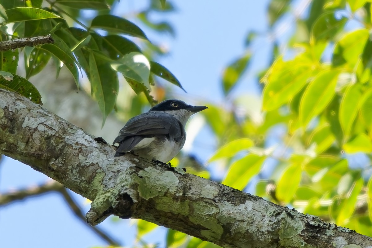 malabaraskefugl - ML645309230