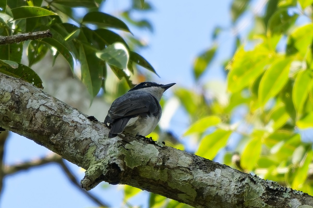 malabaraskefugl - ML645309231