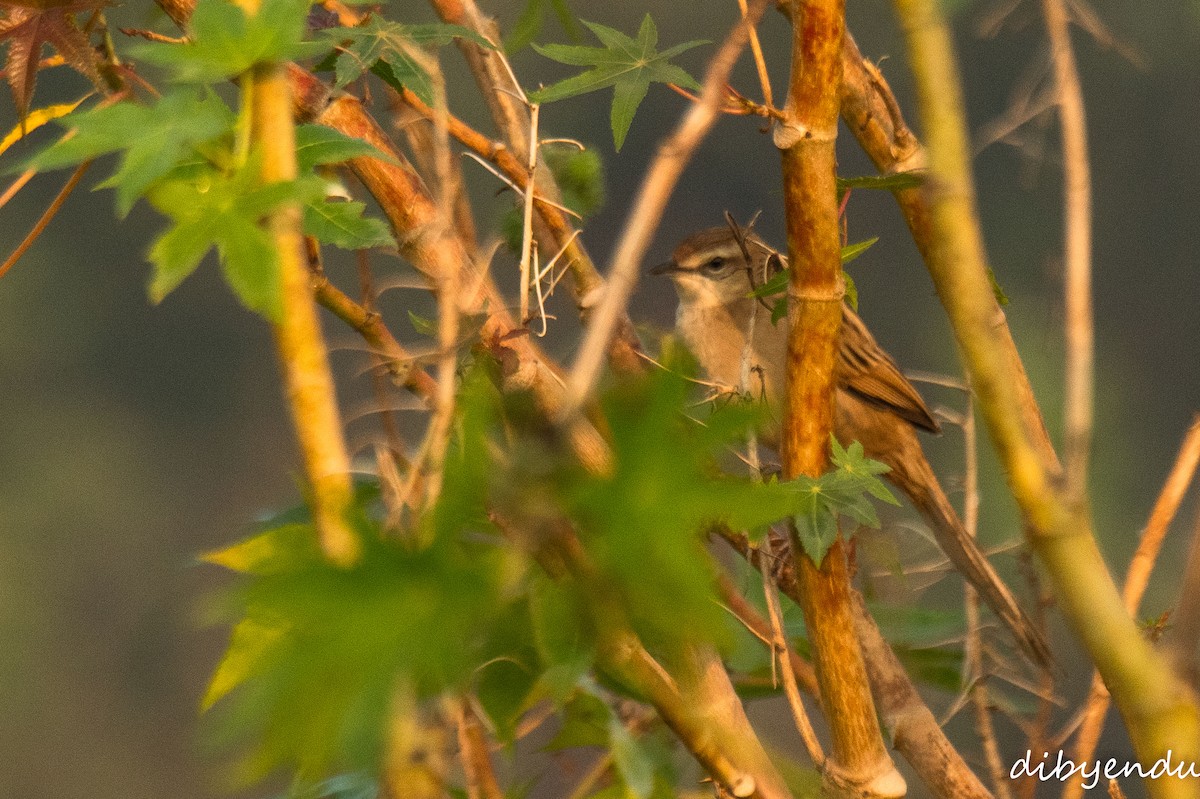 vippestjertsanger - ML645309232