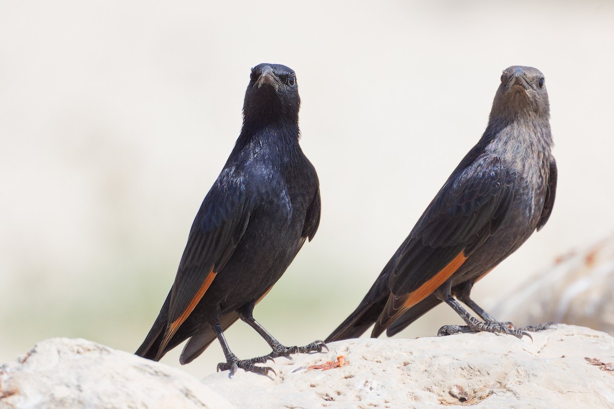 klippestær - ML645309233