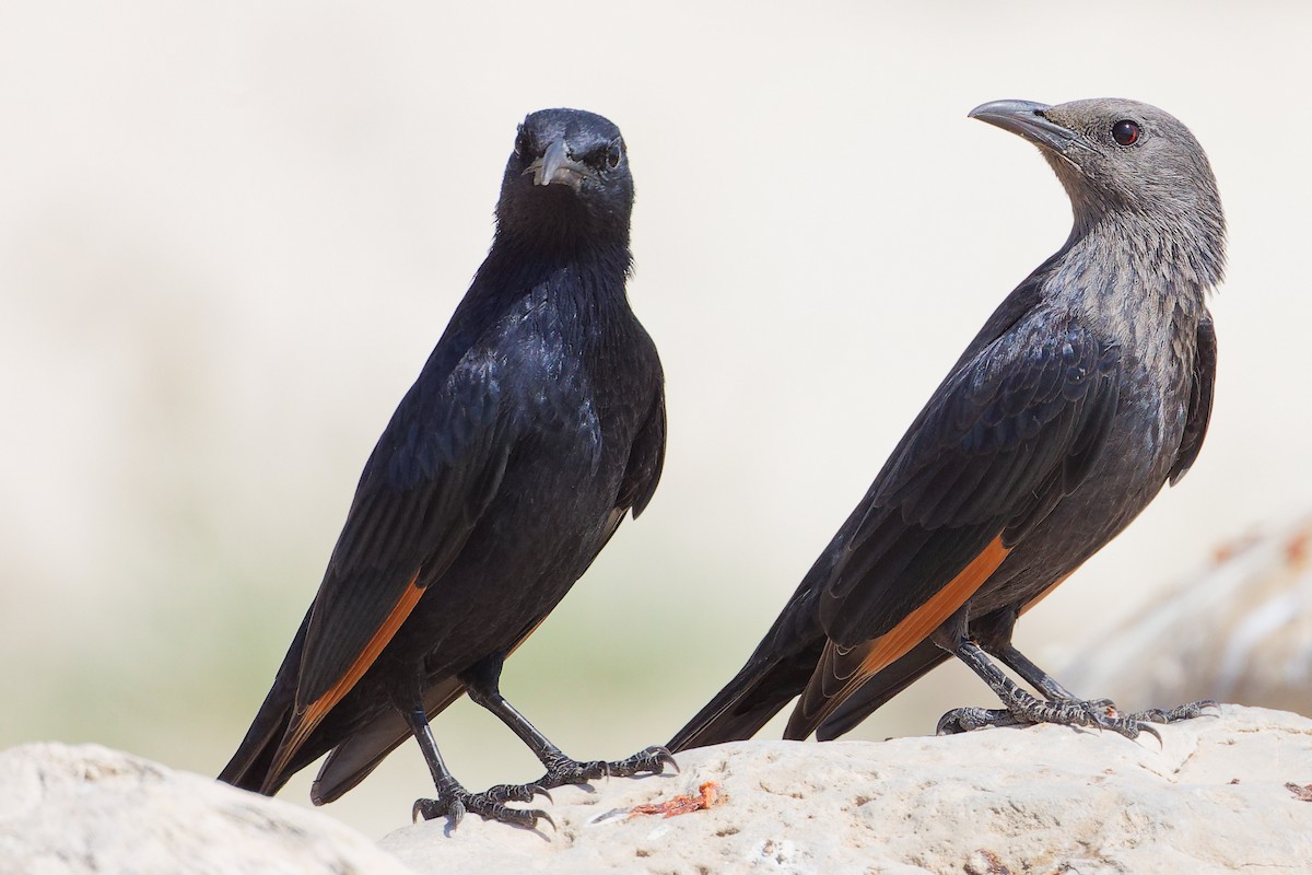 klippestær - ML645309236