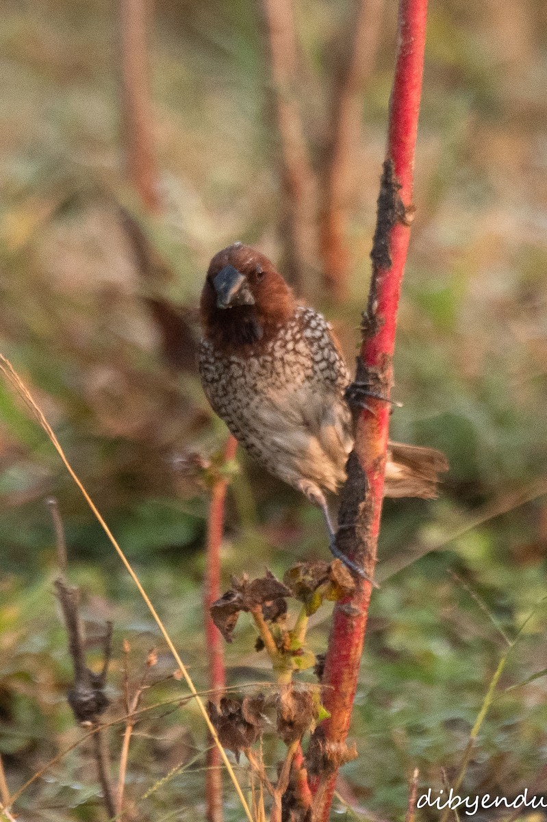 muskatnonne - ML645309237