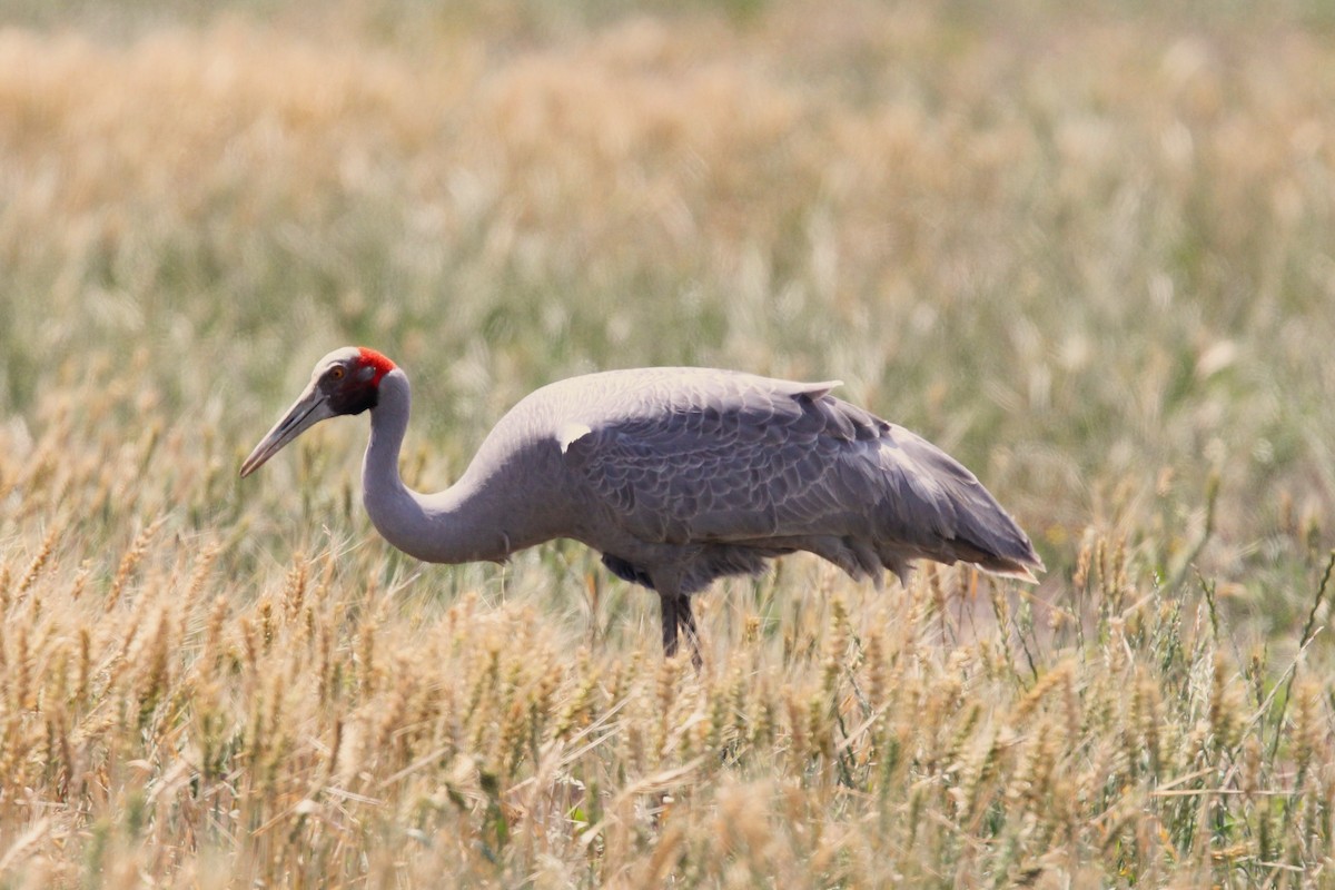 brolgatrane - ML645309241