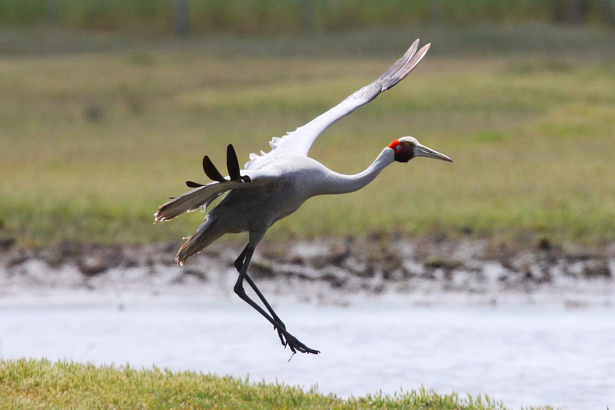 brolgatrane - ML645309242