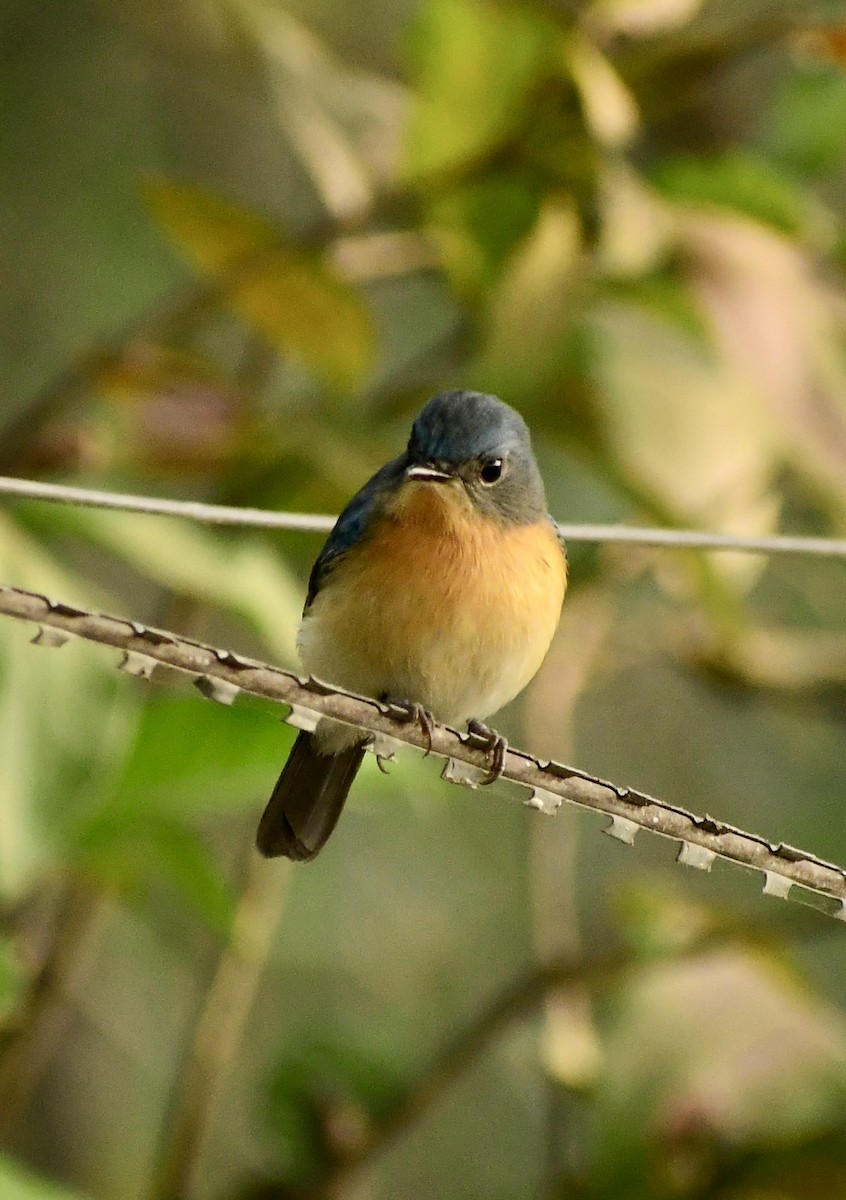 buskfluesnapper - ML645309244